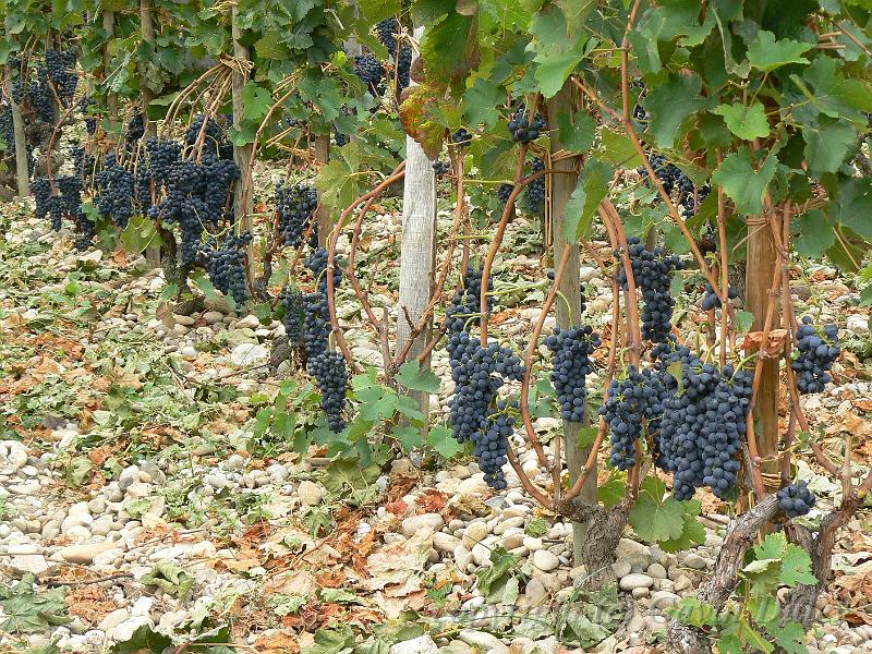 Syrah vines, Hermitage vineyards P1140130.JPG